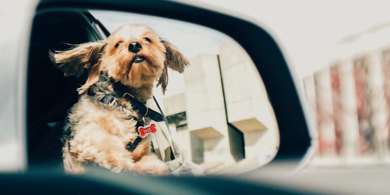 Send Your Best Dog-Friendly Travel Tip and Win a Weekend Getaway For Two – And Bring Your Pup
