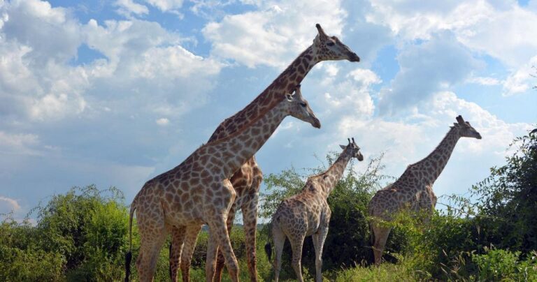 Ecotourism: 6 African countries among world top destinations