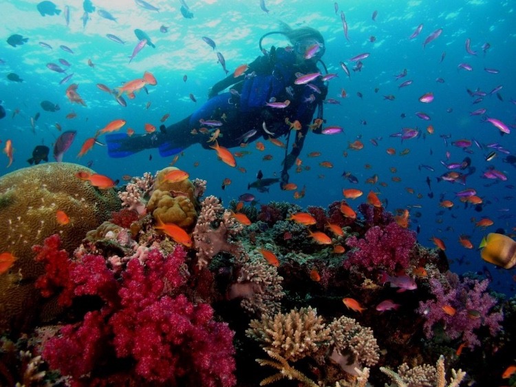 On The Deep End: Here Are The Top Red Sea Destinations For Diving